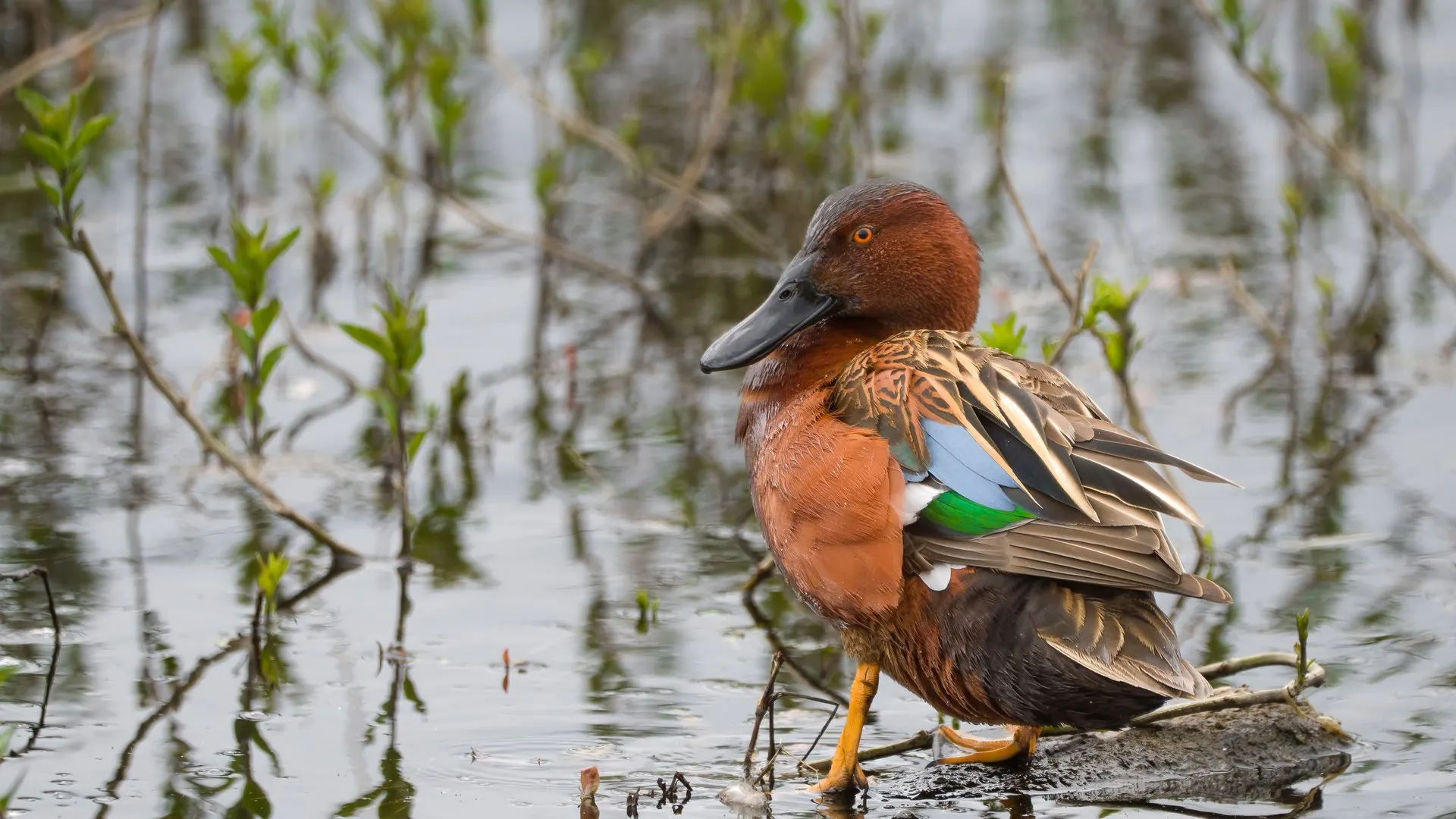 Pato cinnamon teal macho, de plumagem marrom-avermelhada, sobre uma pedra em área alagada. Imagem ilustrativa: a versão 2.0 do DuckDB leva o nome da espécie