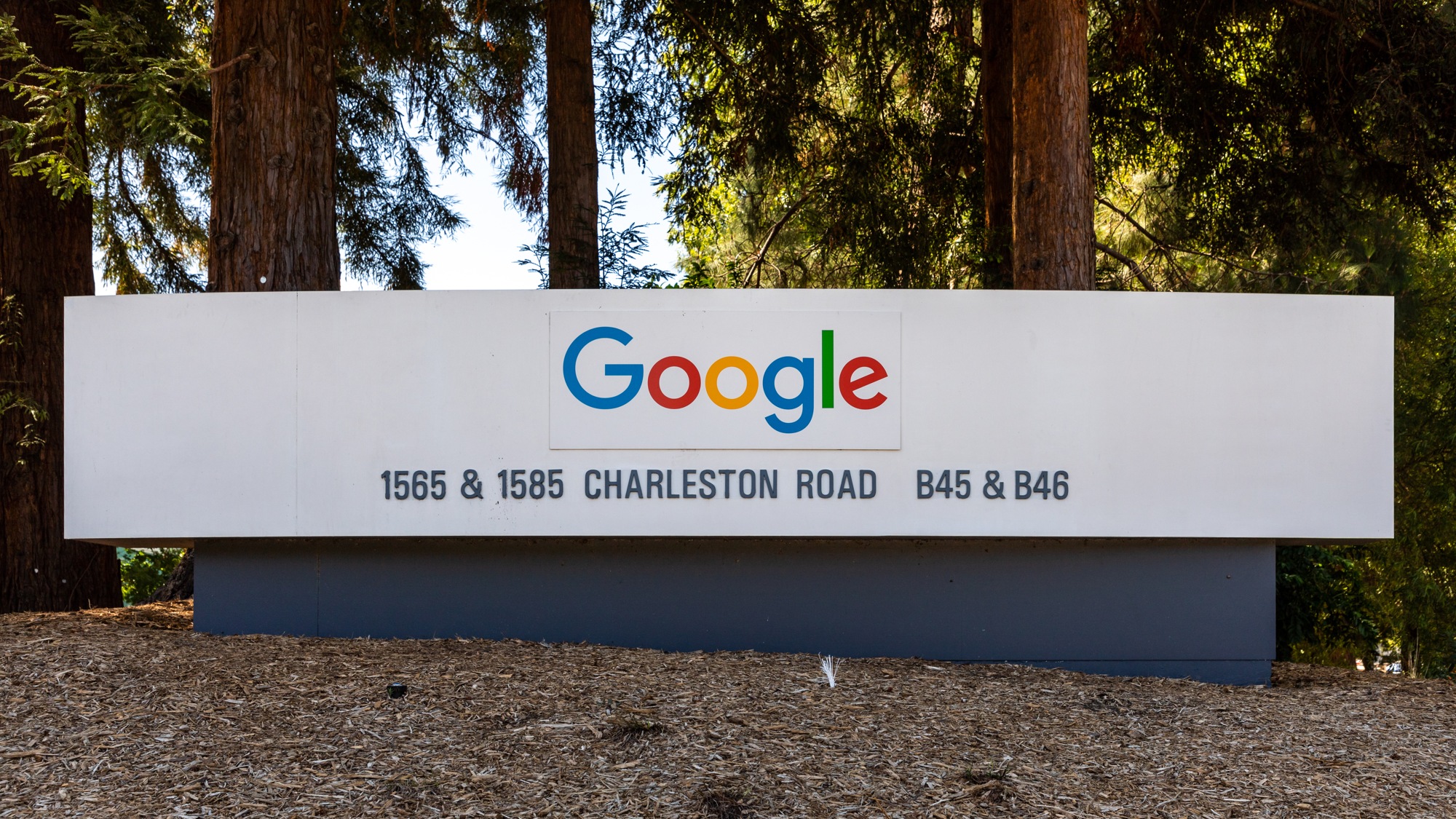 Placa branca com logotipo Google e endereço Charleston Road diante de troncos de árvores, vegetação e chão coberto de folhas secas