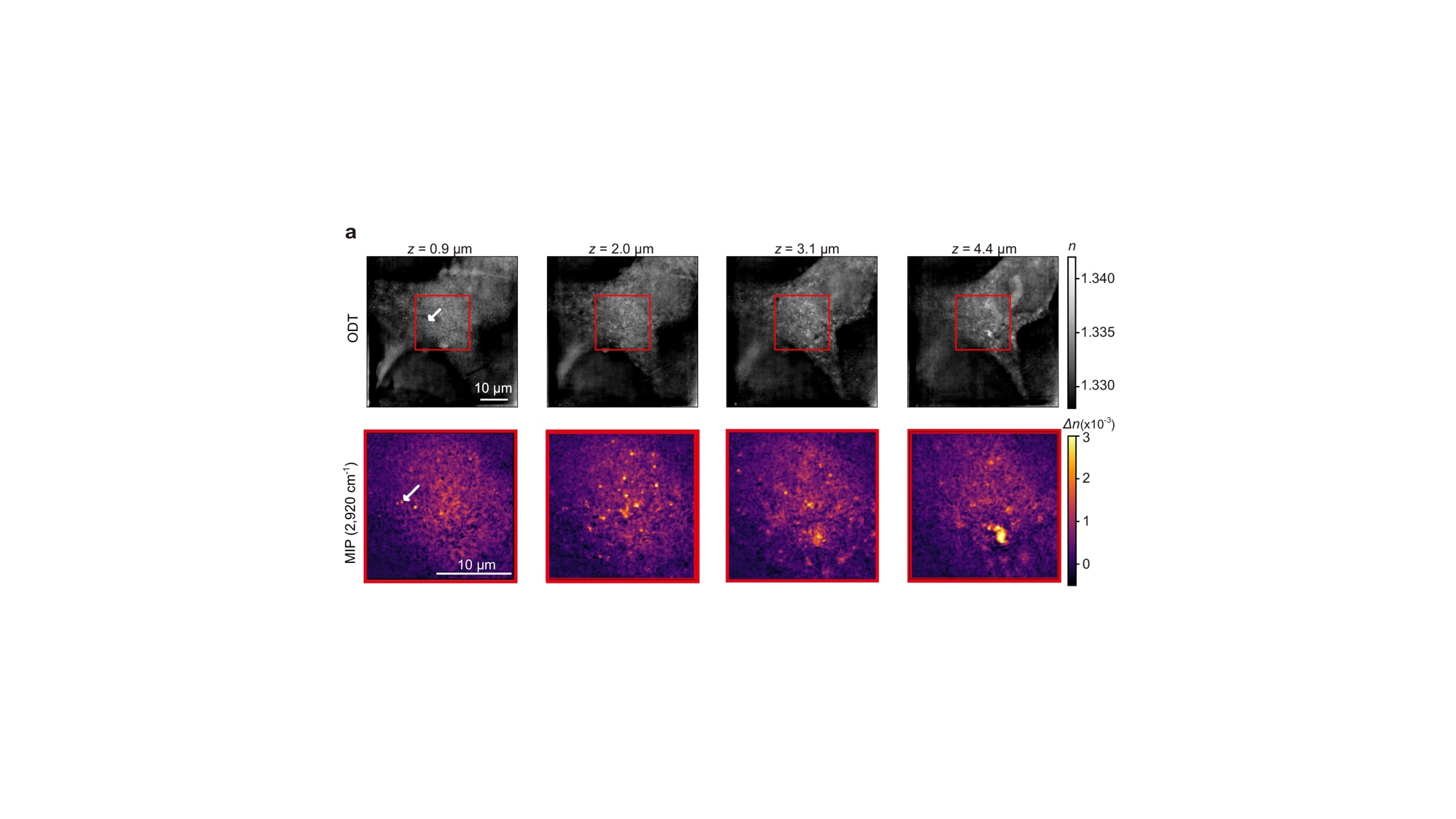 Painel com quatro imagens em tons de cinza sobre quatro imagens roxas e amarelas de uma célula, quadrados vermelhos, setas brancas e barras de escala